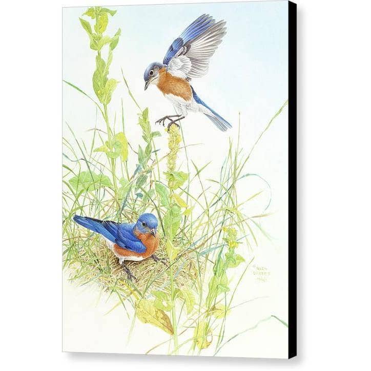 Bluebirds - Canvas Print | Artwork by Glen Loates