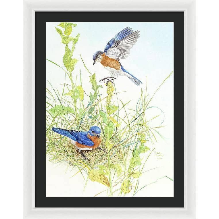 Bluebirds - Framed Print | Artwork by Glen Loates