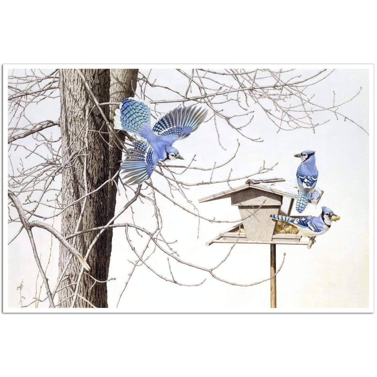 Blue Jays At My Feeder - Art Print | Artwork by Glen Loates