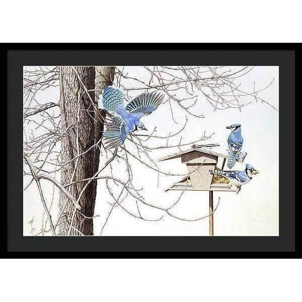 Blue Jays At My Feeder - Framed Print | Artwork by Glen Loates