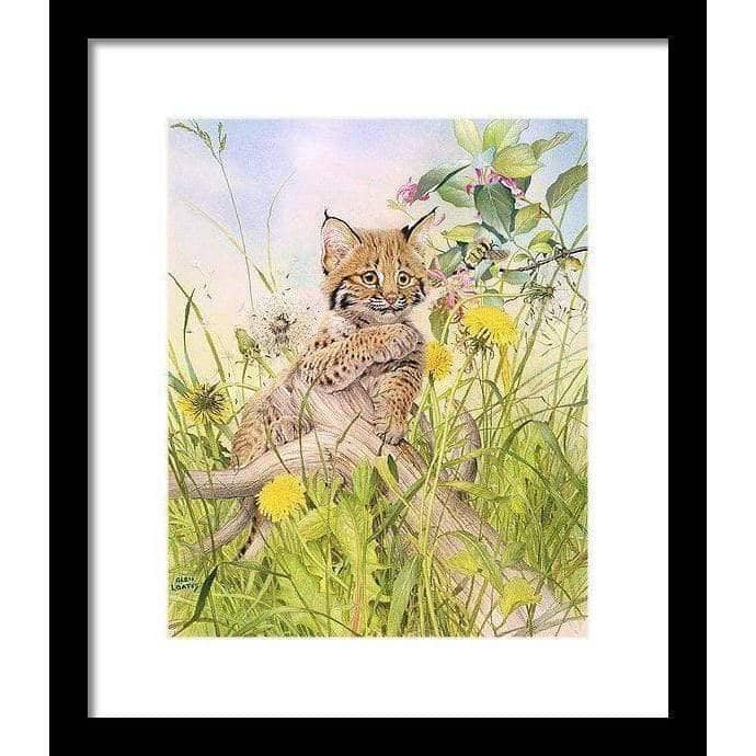 Bobcat Kitten - Framed Print | Artwork by Glen Loates