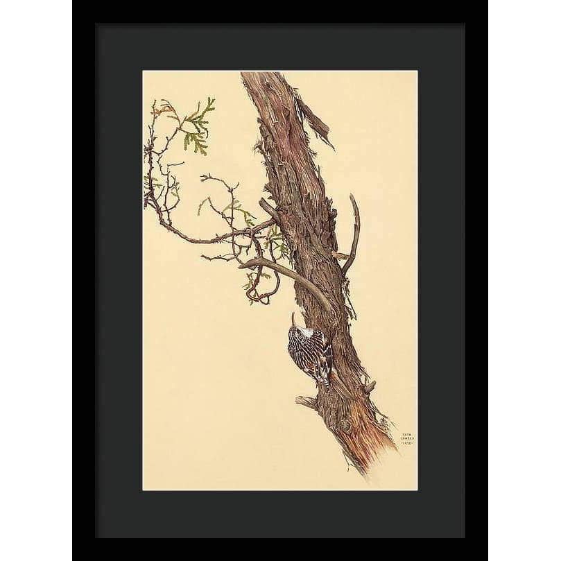 Brown Creeper - Framed Print | Artwork by Glen Loates