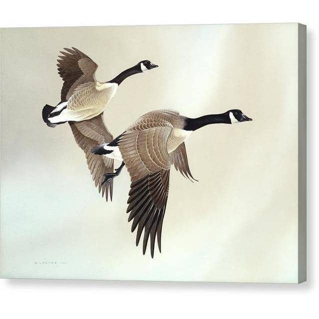 Canada Geese - Canvas Print | Artwork by Glen Loates