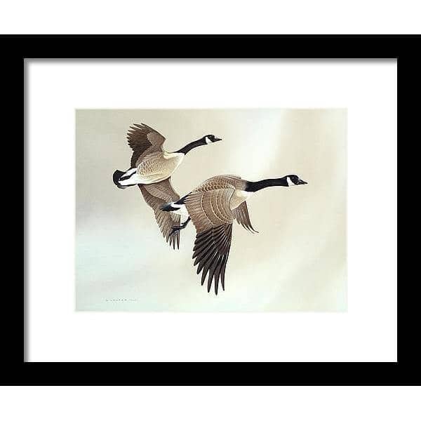 Canada Geese - Framed Print | Artwork by Glen Loates