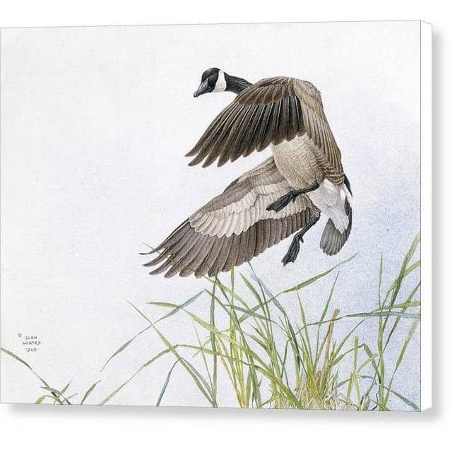Canada Goose - Canvas Print | Artwork by Glen Loates