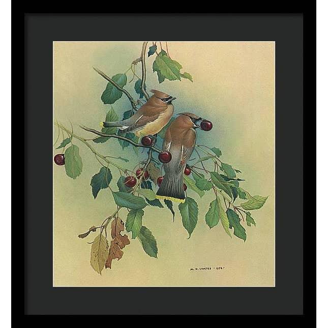 Cedar Waxwings in Cherry Tree - Framed Print | Artwork by Glen Loates
