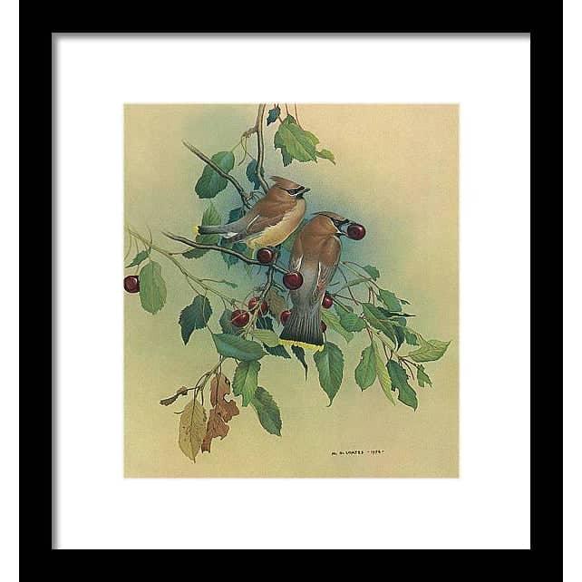 Cedar Waxwings in Cherry Tree - Framed Print | Artwork by Glen Loates