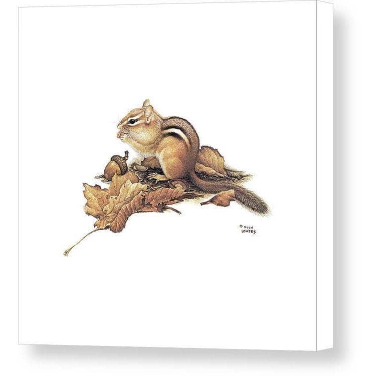 Chipmunk and Acorns - Canvas Print | Artwork by Glen Loates