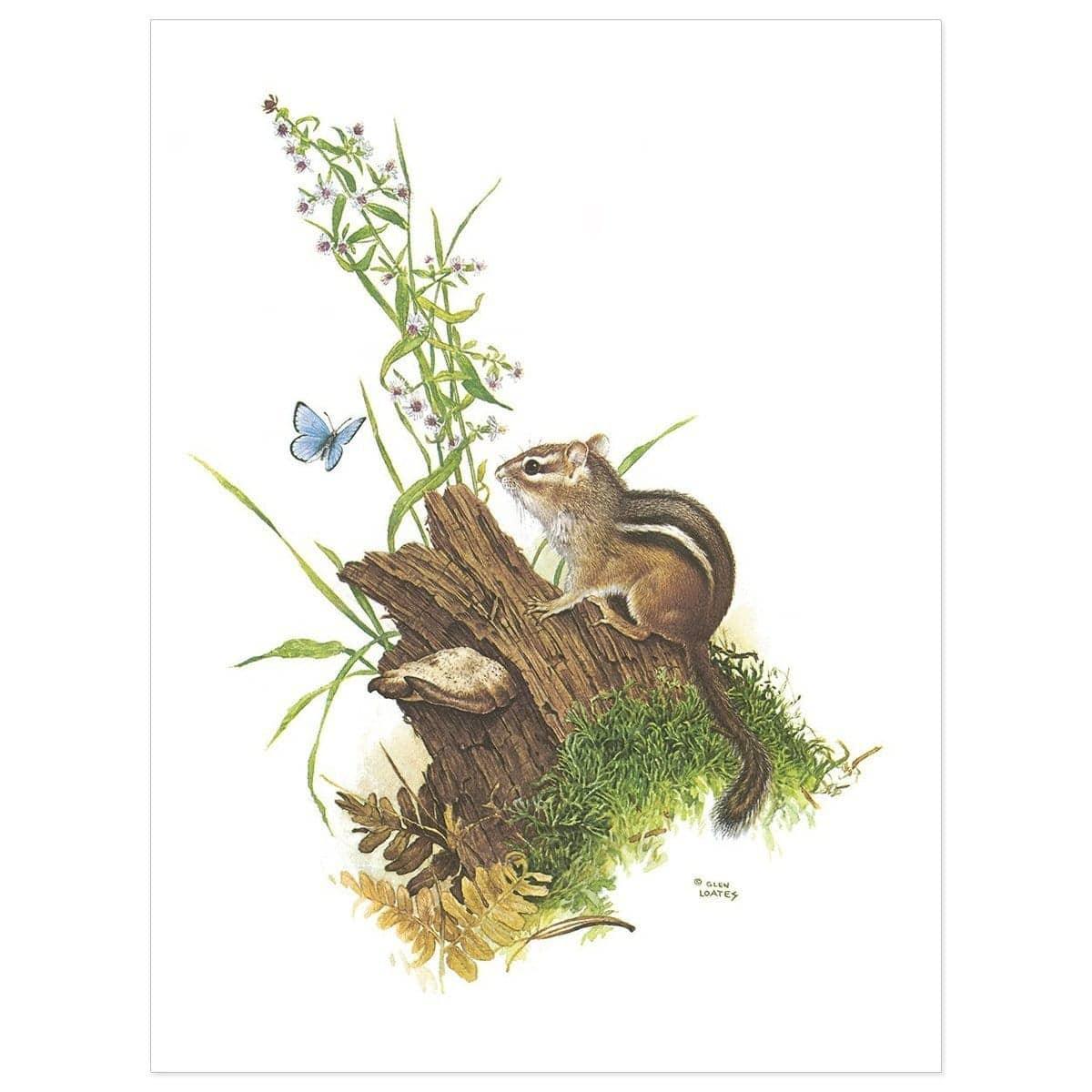 Chipmunk And Woodland Blue Butterfly - Art Print | Artwork by Glen Loates