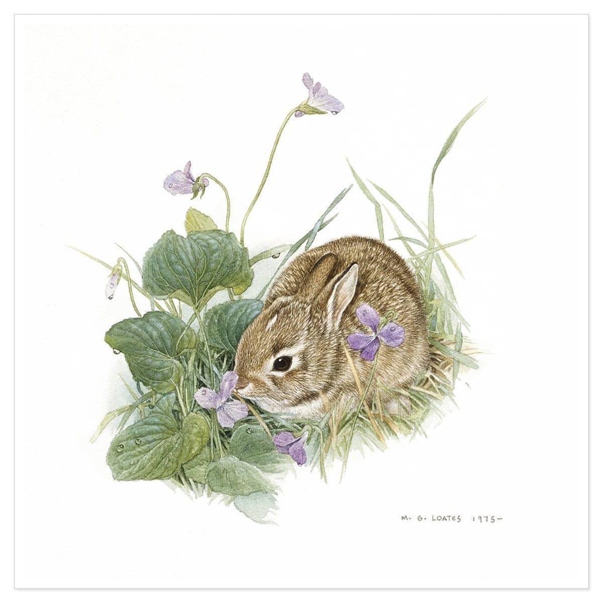 Cottontail Bunny with Violet - Art Print | Artwork by Glen Loates