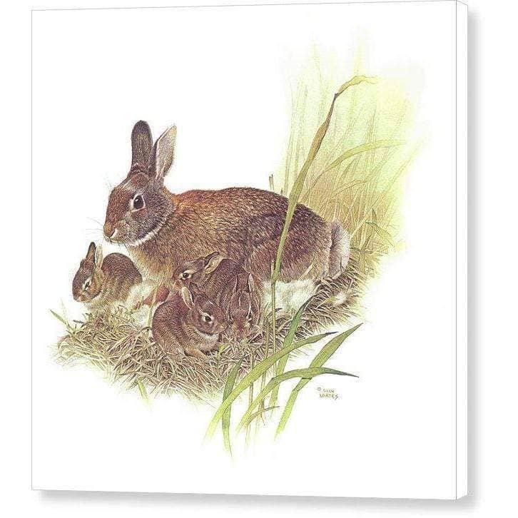 Cottontail Rabbit - Canvas Print | Artwork by Glen Loates