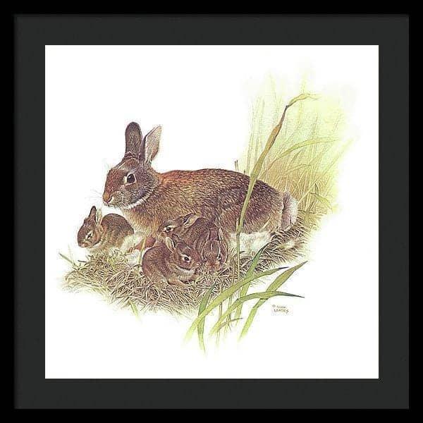 Cottontail Rabbit - Framed Print | Artwork by Glen Loates