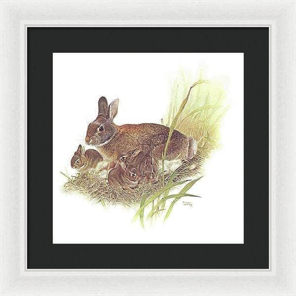 Cottontail Rabbit - Framed Print | Artwork by Glen Loates
