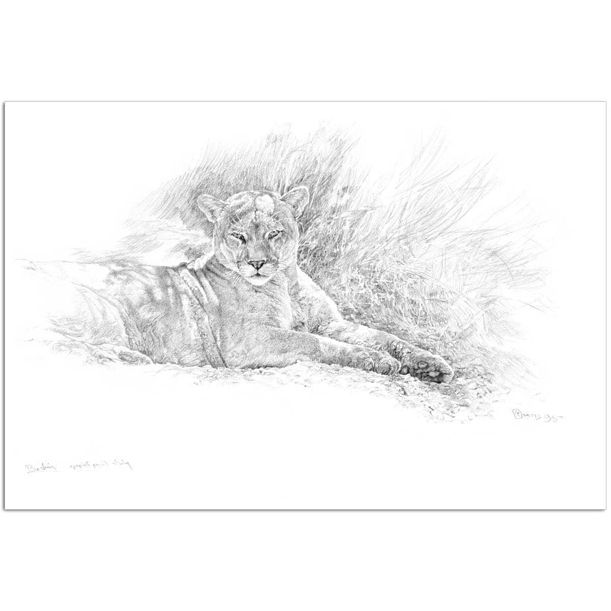 Cougar Basking - Art Print | Artwork by Glen Loates