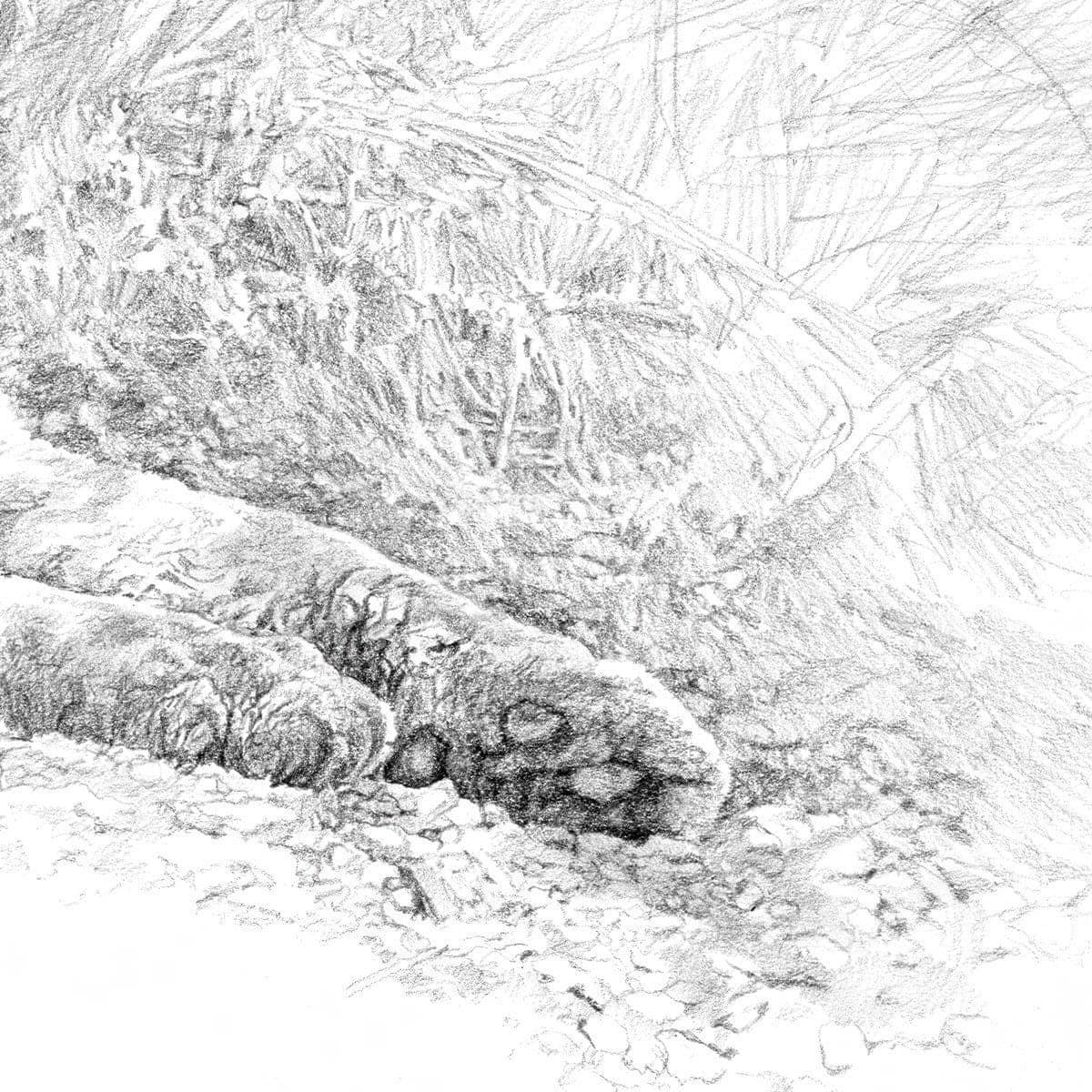 Cougar Basking - Framed Print | Artwork by Glen Loates