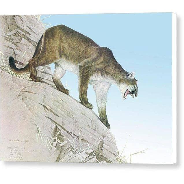 Cougar - Canvas Print | Artwork by Glen Loates