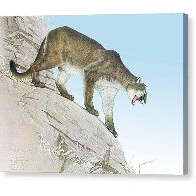 Cougar - Canvas Print | Artwork by Glen Loates