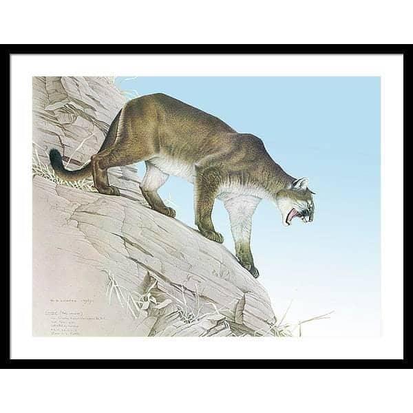Cougar - Framed Print | Artwork by Glen Loates