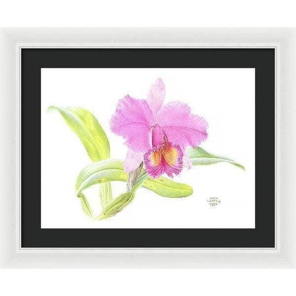 Crimson Cattleya Orchid - Framed Print | Artwork by Glen Loates