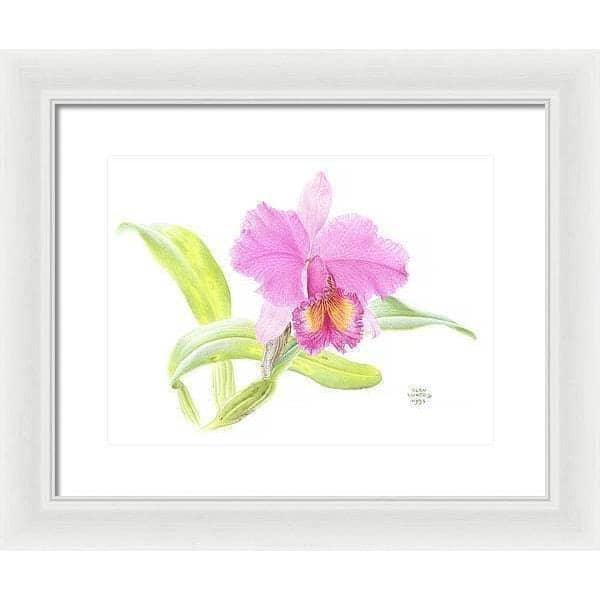 Crimson Cattleya Orchid - Framed Print | Artwork by Glen Loates