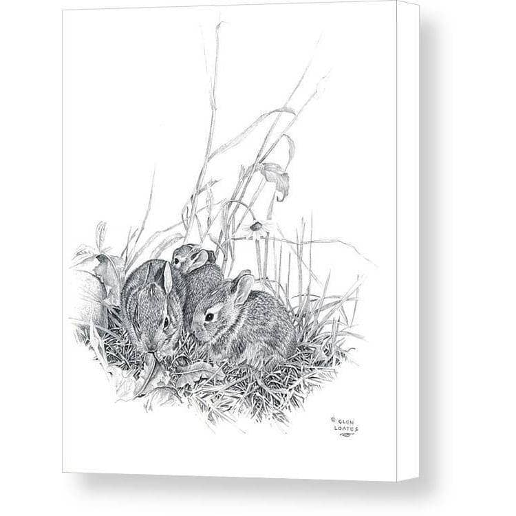 Eastern Cottontail Bunnies - Canvas Print | Artwork by Glen Loates