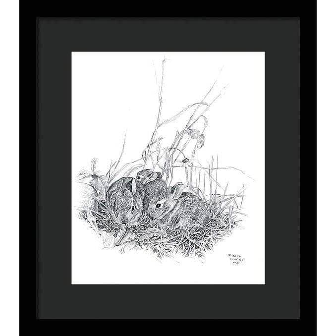 Eastern Cottontail Bunnies - Framed Print | Artwork by Glen Loates