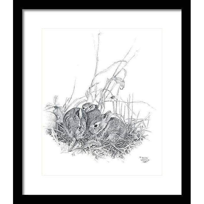 Eastern Cottontail Bunnies - Framed Print | Artwork by Glen Loates