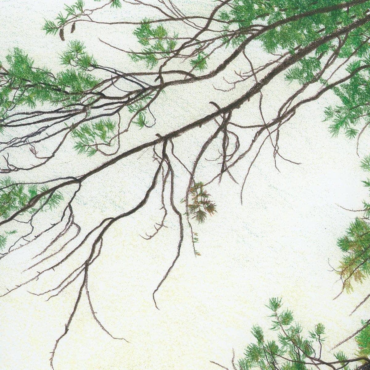 Eastern White Pine - Canvas Print | Artwork by Glen Loates