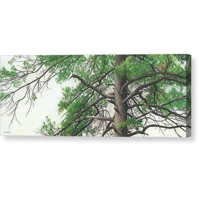 Eastern White Pine - Canvas Print | Artwork by Glen Loates
