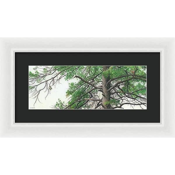Eastern White Pine - Framed Print | Artwork by Glen Loates