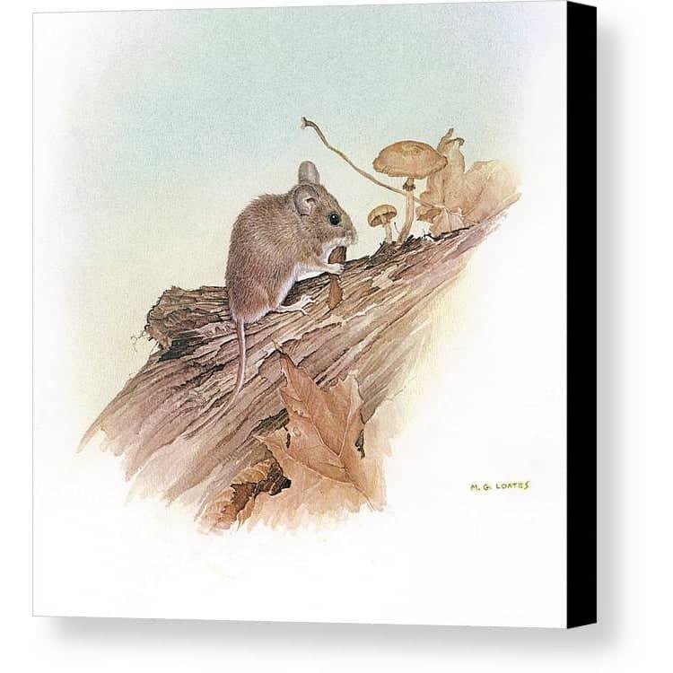 Field Mouse - Canvas Print | Artwork by Glen Loates