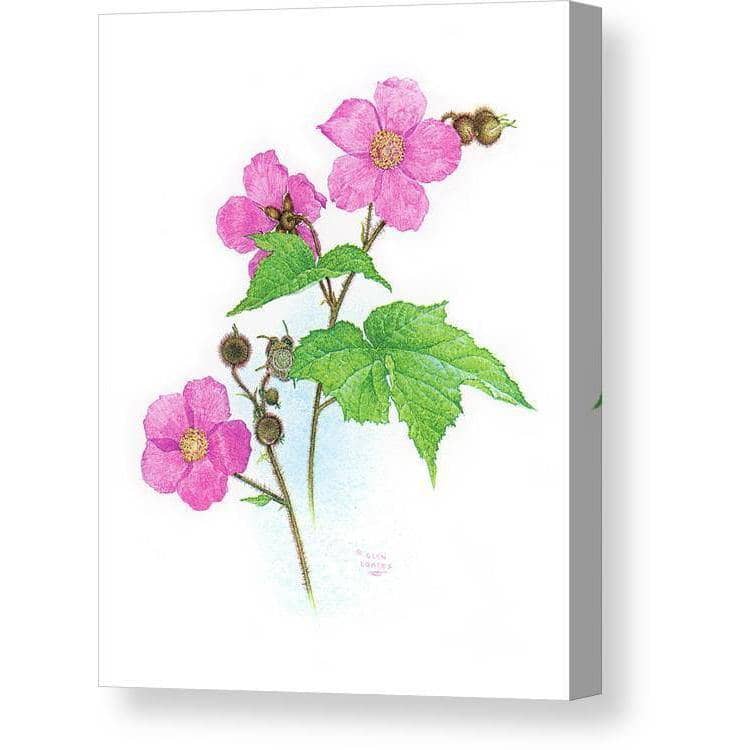 Flowering Raspberry - Canvas Print | Artwork by Glen Loates
