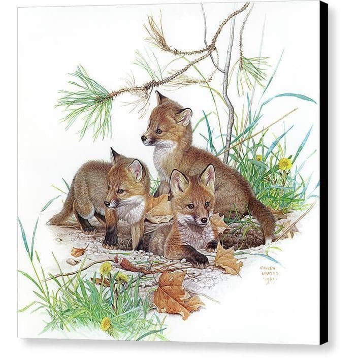 Fox Kits - Canvas Print | Artwork by Glen Loates