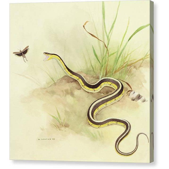 Garter Snake and Grasshopper - Canvas Print | Artwork by Glen Loates