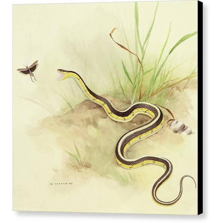 Garter Snake and Grasshopper - Canvas Print | Artwork by Glen Loates