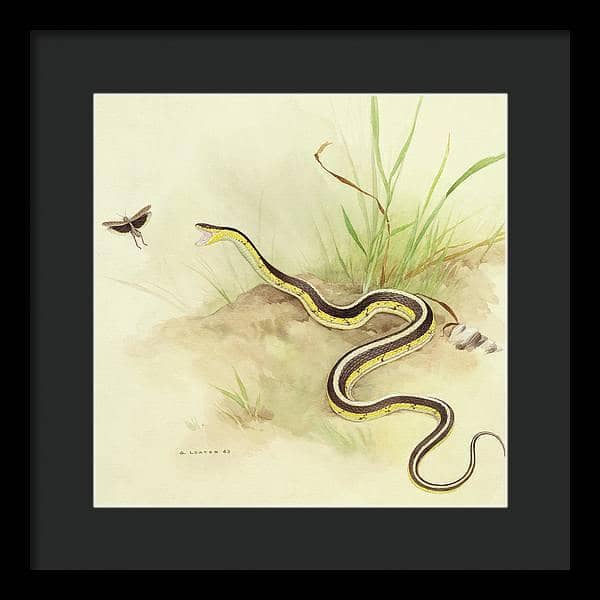 Garter Snake and Grasshopper - Framed Print | Artwork by Glen Loates