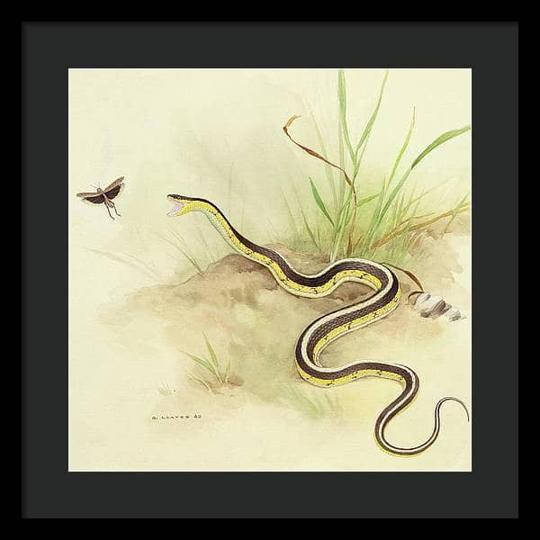 Garter Snake and Grasshopper - Framed Print | Artwork by Glen Loates