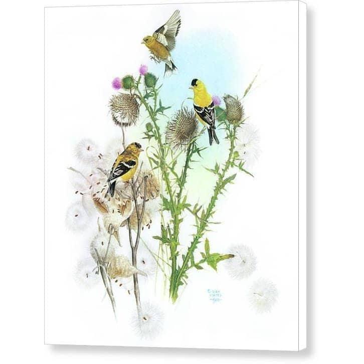 Goldfinches on Thistle - Canvas Print | Artwork by Glen Loates