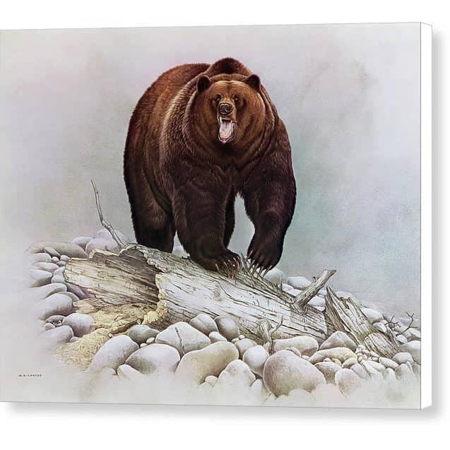 Grizzly Bear - Canvas Print | Artwork by Glen Loates