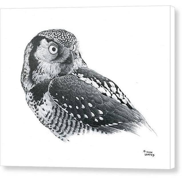 Hawk Owl - Canvas Print | Artwork by Glen Loates