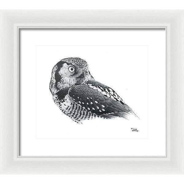Hawk Owl - Framed Print | Artwork by Glen Loates