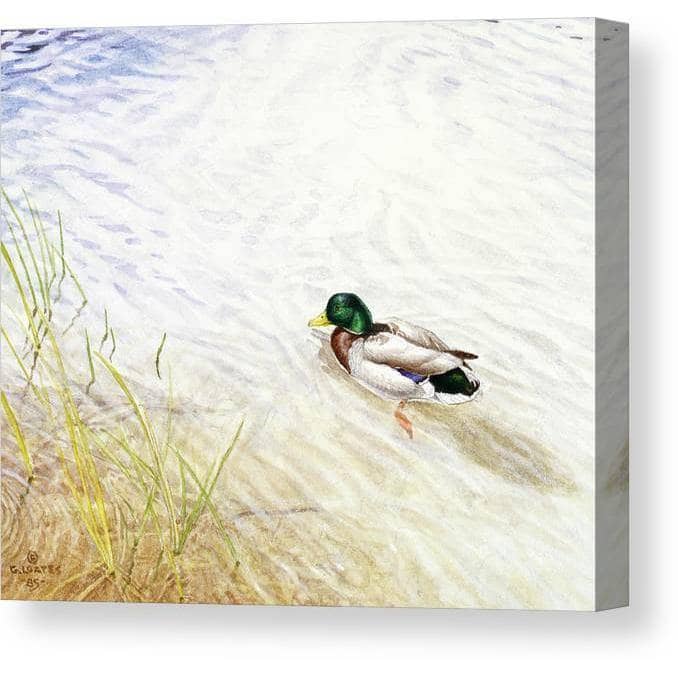 Into The Shallows - Canvas Print | Artwork by Glen Loates