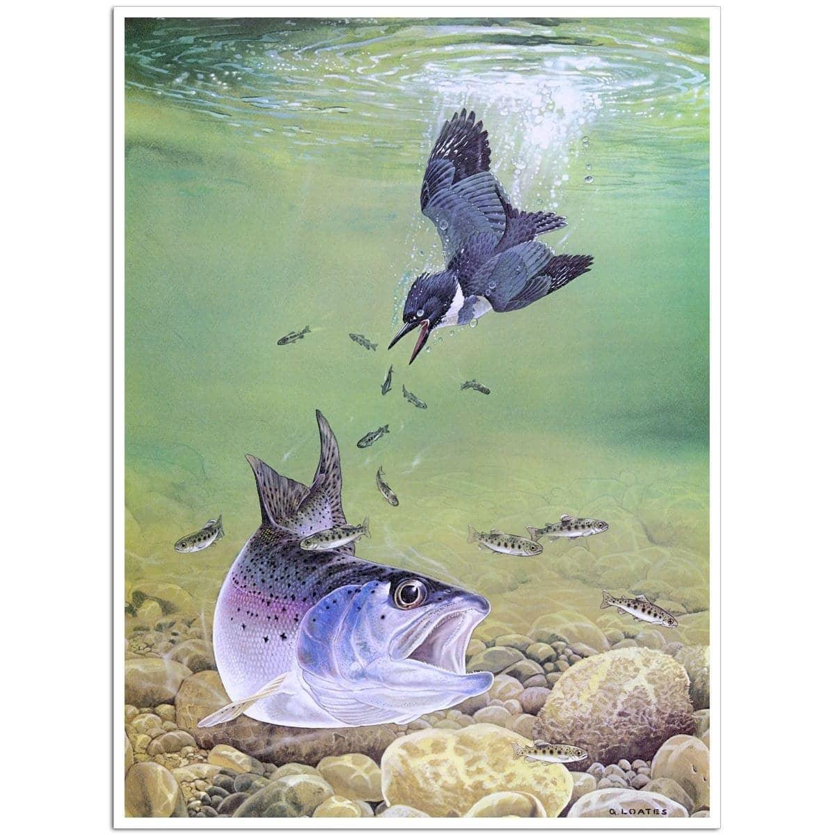 Kingfisher And Rainbow Trout - Art Print | Artwork by Glen Loates