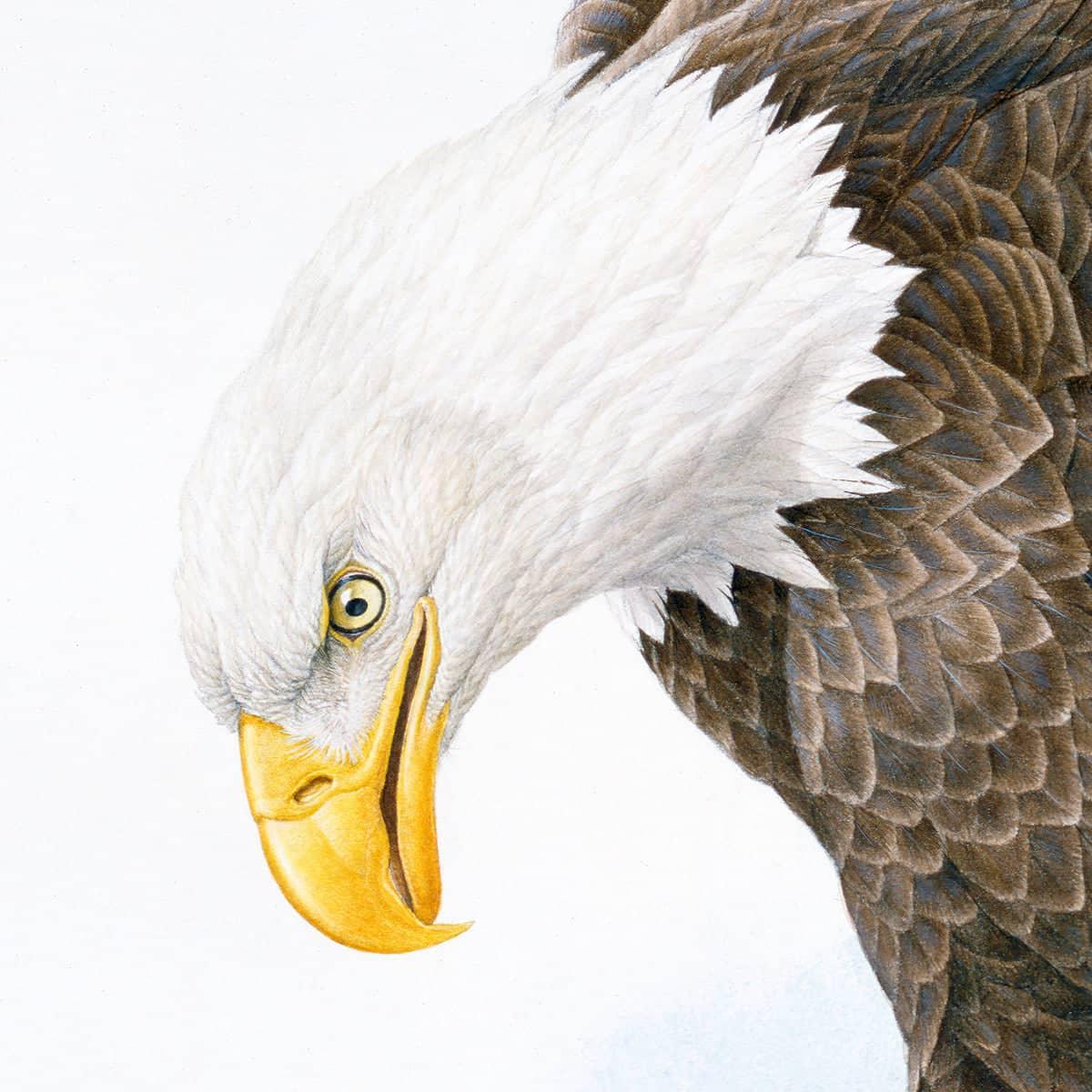 Bald Eagle - Art Print | Artwork by Glen Loates