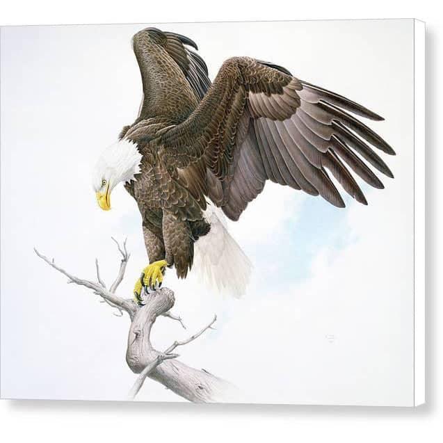 Bald Eagle - Canvas Print | Artwork by Glen Loates