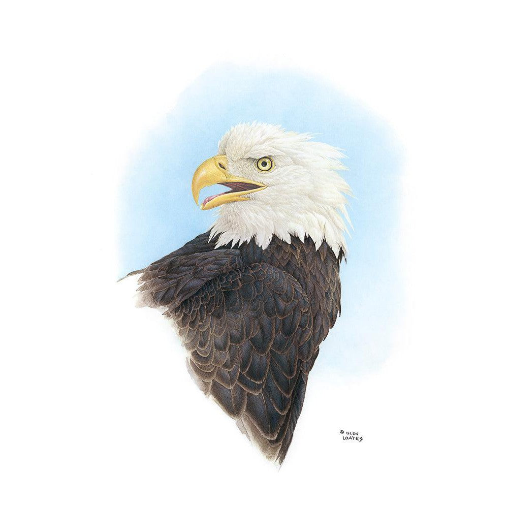 Bald Eagle Head - Canvas Print | Artwork by Glen Loates