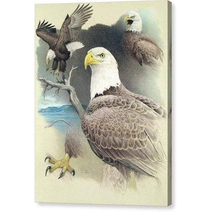 Bald Eagle Montage - Canvas Print | Artwork by Glen Loates