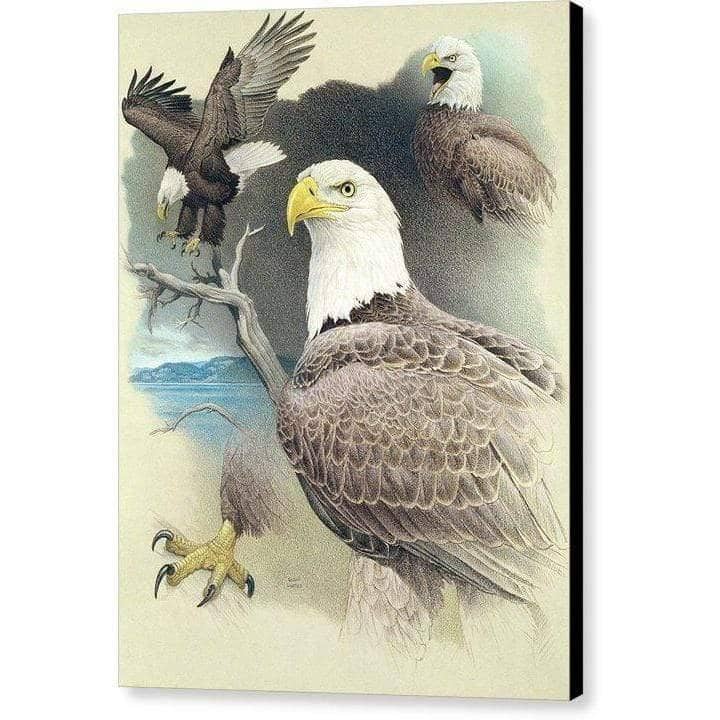 Bald Eagle Montage - Canvas Print | Artwork by Glen Loates