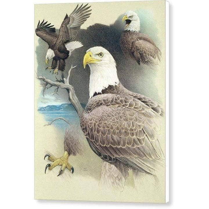Bald Eagle Montage - Canvas Print | Artwork by Glen Loates