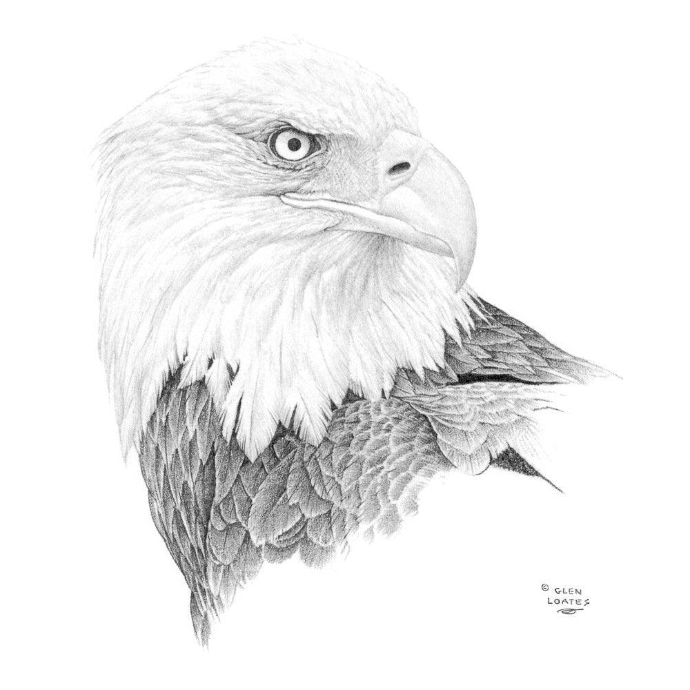 Bald Eagle Portrait - Art Print | Artwork by Glen Loates